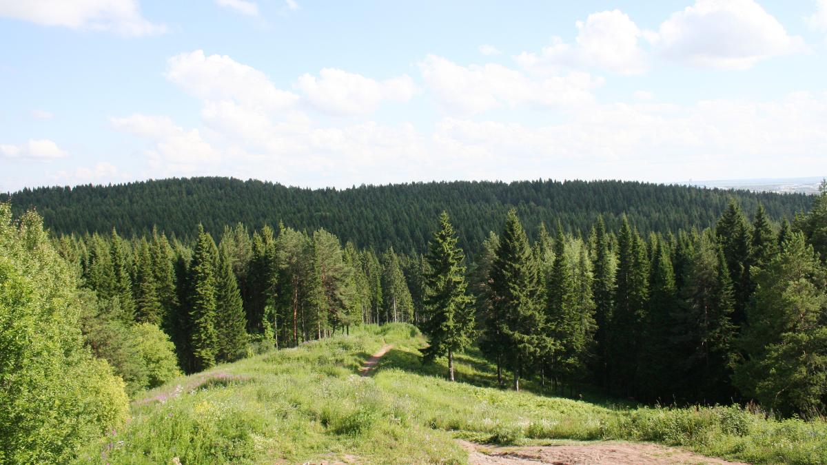 Андроновский лес