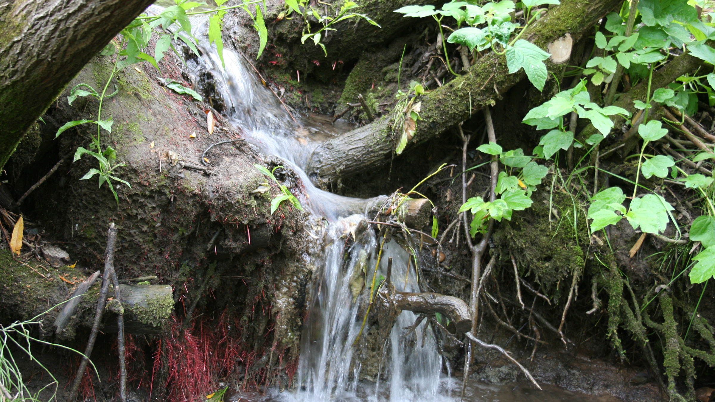 Власти Перми возьмут под опеку часть территории Сада соловьёв 