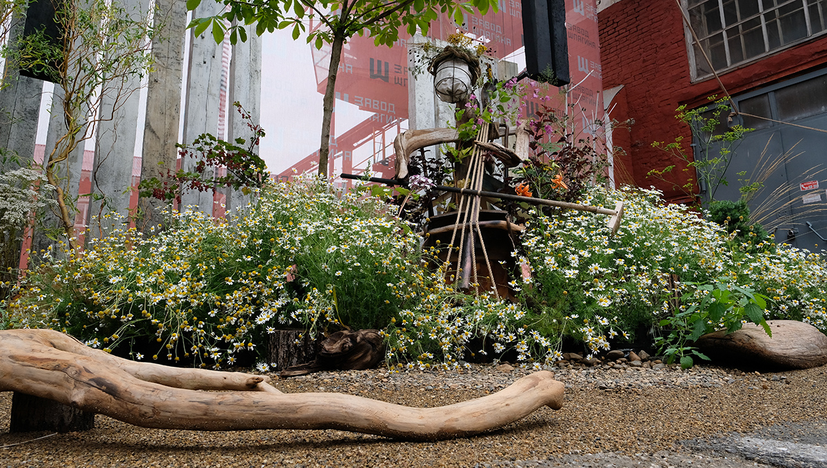 Трава-лебеда