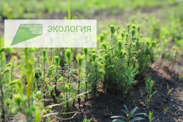 Общий объём финансирования нацпроекта «Экология» на территории Пермского края с 2019 по 2024 год составит свыше 3 млрд руб.