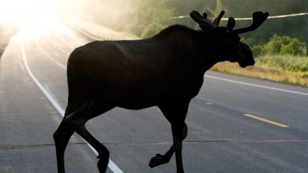 За сутки в Прикамье водители четыре раза сбивали диких животных 