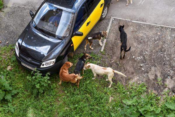Власти и общественность Перми предложат изменения в федеральное законодательство об обращении с животными<div><br></div>