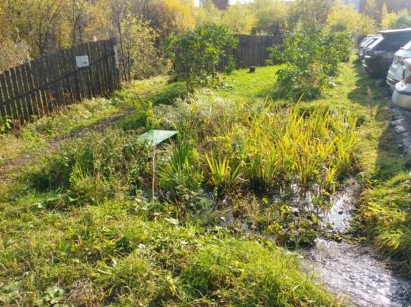 В Перми предлагают решать проблему «ливнёвок» с помощью дождевых садов