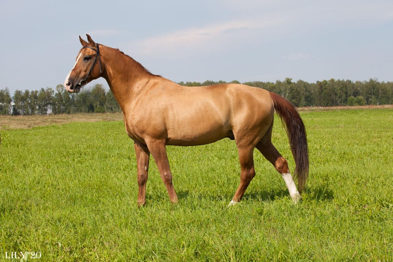 Племенному заводу в Пермском крае отказано в продлении договора аренды сельхозземель