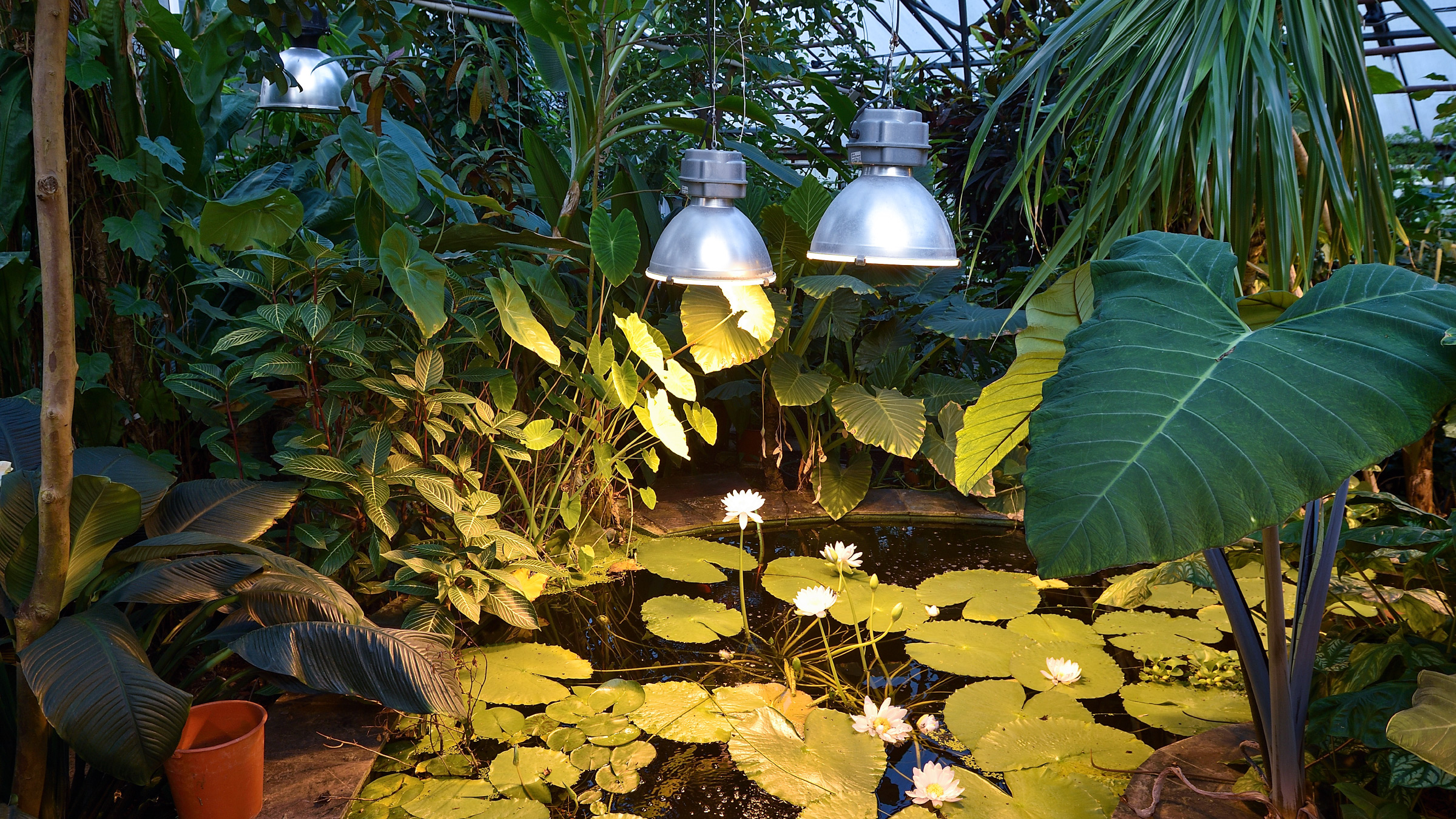 Экскурсии по Ботаническому саду ПГНИУ возобновят в июне