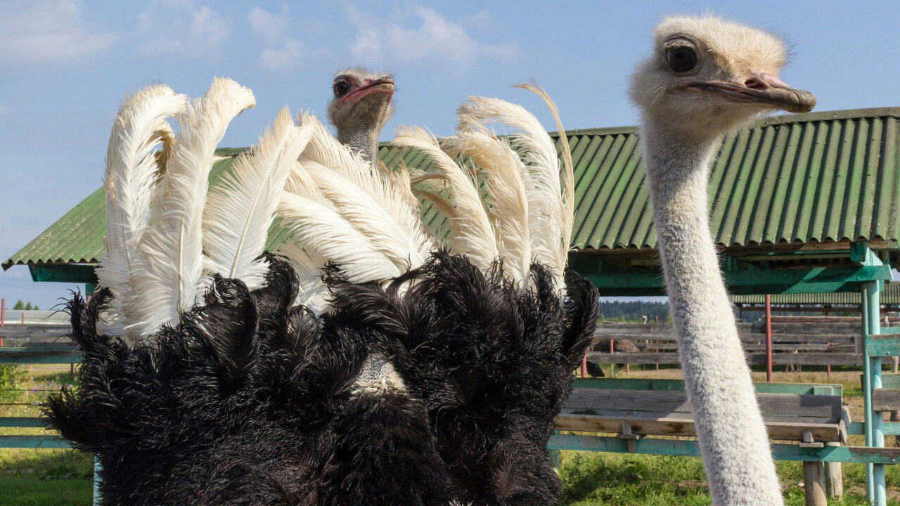 Выходные на ферме