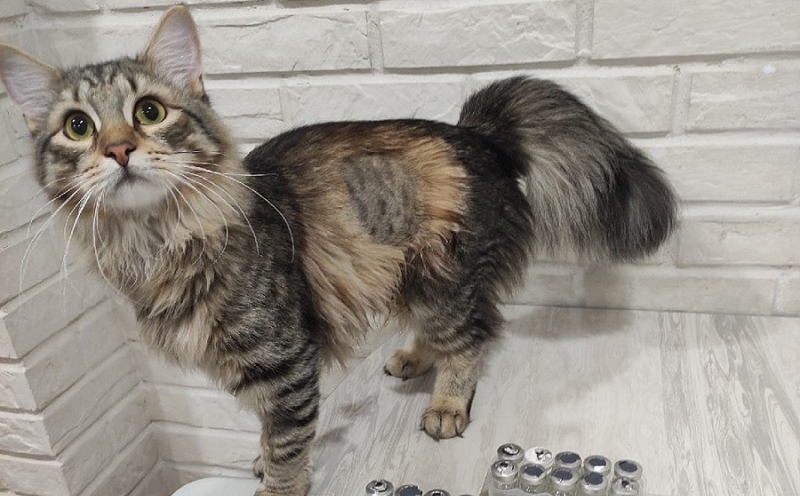 На лечение пермского кота от коронавируса потребовалось более 225 тыс. рублей