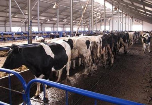 На субсидии для производителей молока в Прикамье из краевого и федерального бюджетов выделено  более 300 млн руб.
