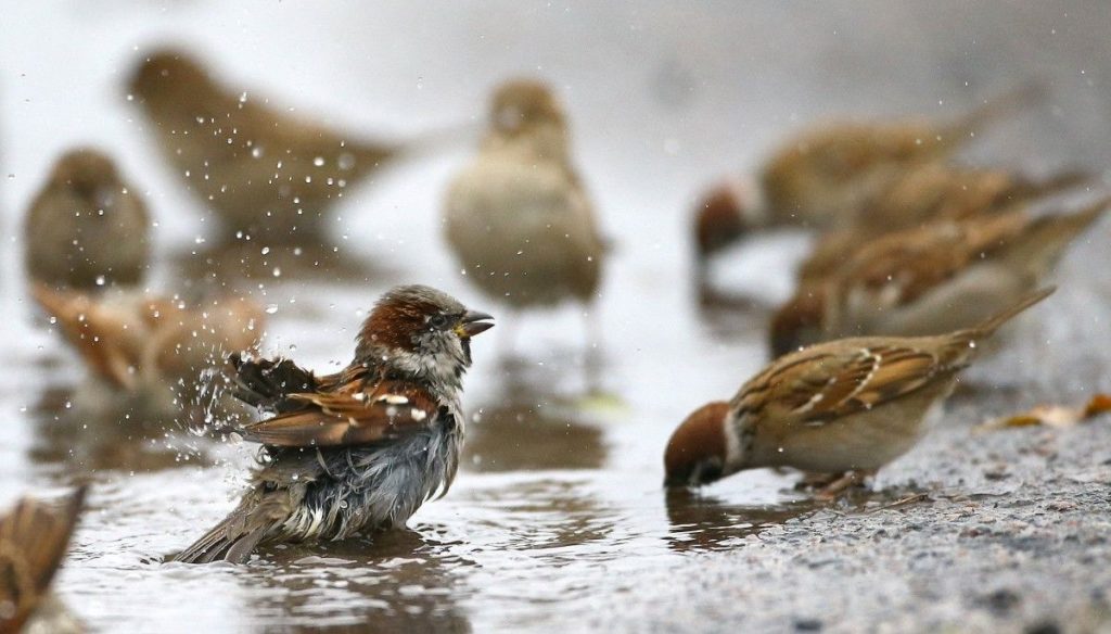 В Соликамске введён карантин из-за птичьего гриппа 