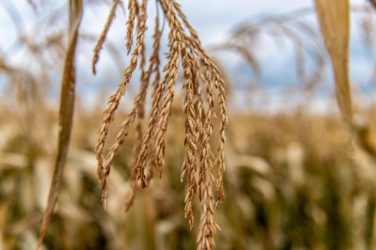 пшеница сельское хозяйство