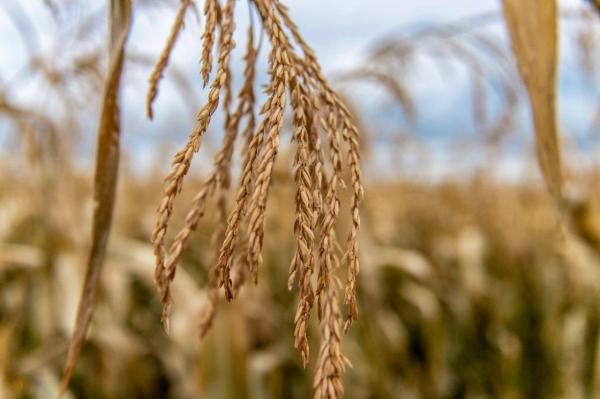 В Прикамье в 2022 году собрали рекордный урожай зерновых 