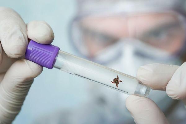 В Прикамье 244 тысячи жителей поставили прививку от клещевого энцефалита