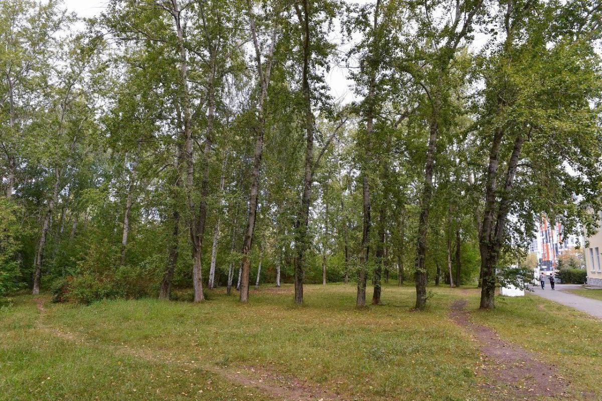 черняевский лес