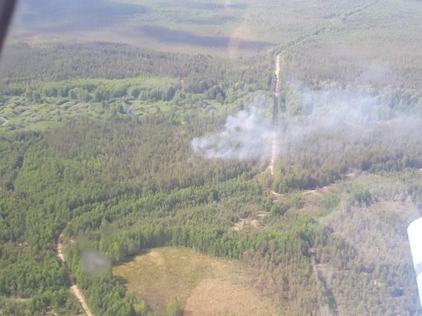 За минувшие сутки в Пермском крае тушили девять лесных пожаров