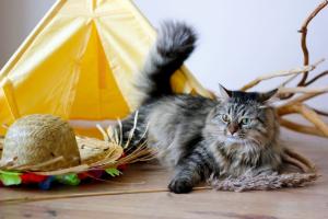 Спасённым на птицефабрике в Прикамье кошкам требуется дом