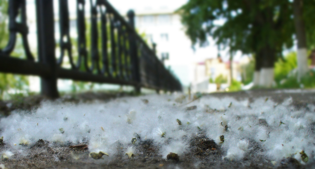 В Перми запретили высаживать тополя и американские клёны