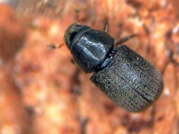Краевое минприроды для борьбы с жуками-короедами инициирует изменение законодательства