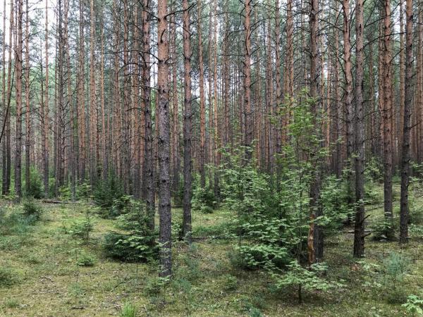 В Прикамье до 7 мая запретили посещать леса