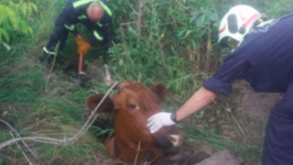 В Перми спасли корову, упавшую в яму с мазутом