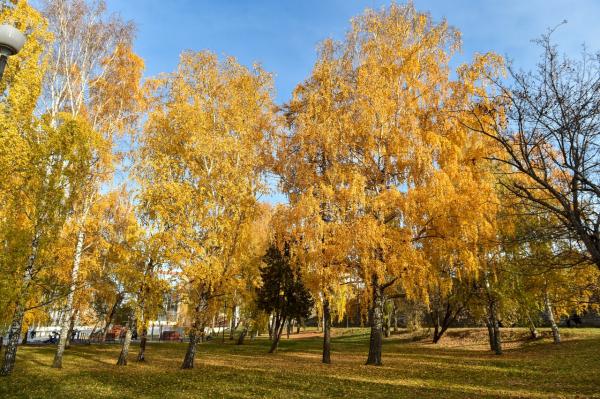 В Пермском крае прогнозируют умеренно тёплый октябрь
