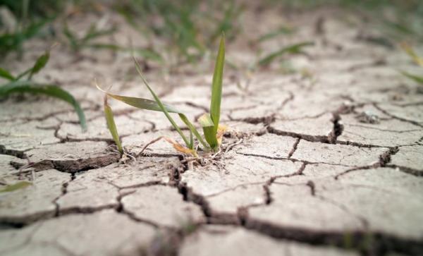 На юге Прикамья отмечается небывалая засуха