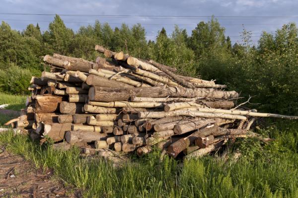 Прикамцы незаконно вырубили 3 тыс. деревьев