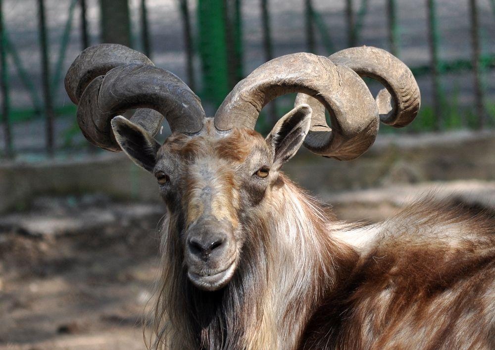 Первыми в новый пермский зоопарк перевезут копытных