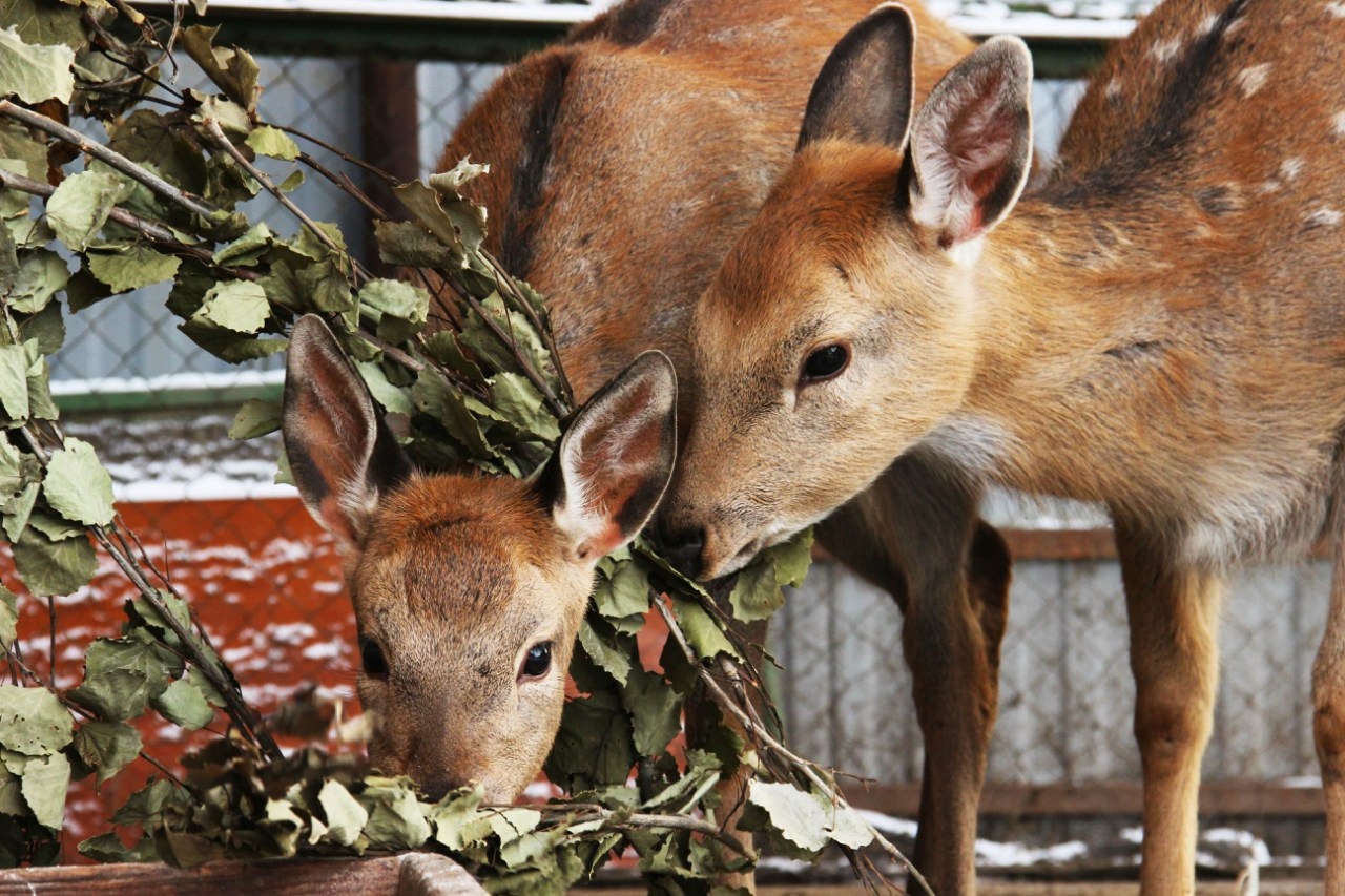 Депутаты Перми поддержали решение о передаче зоопарка на баланс края