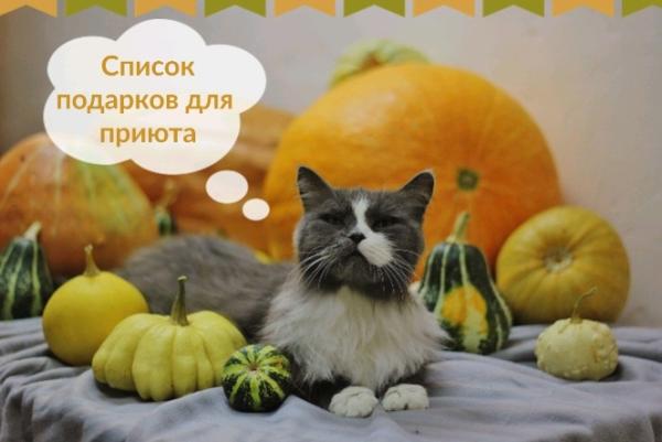 В Перми снова пройдёт «самый тёплый и самый кошачий» осенний фестиваль