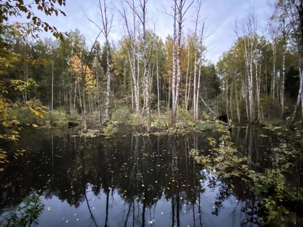 В Черняевском лесу обследовали пруды и водотоки