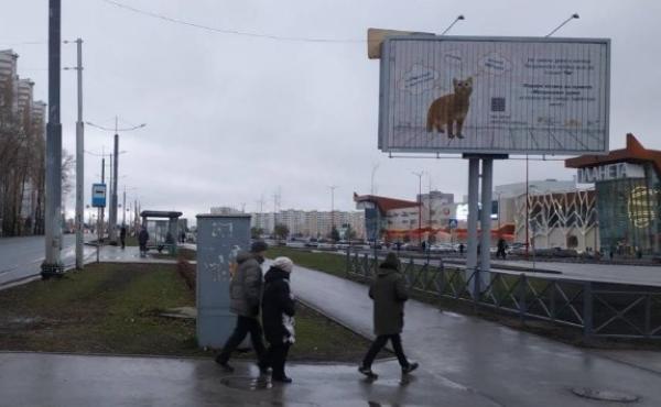 В Перми появились билборды с бездомными кошками