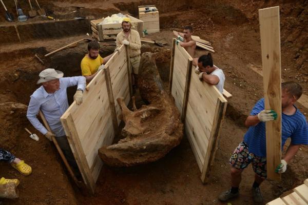 В Музее пермских древностей впервые выставят гигантский бивень трогонтериевого слона