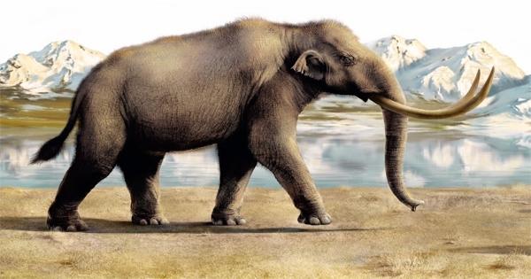 <div>Пермский краеведческий музей соберёт макет скелета трогонтериевого слона</div>