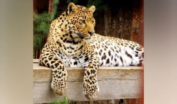 В пермском зоопарке скончался единственный леопард