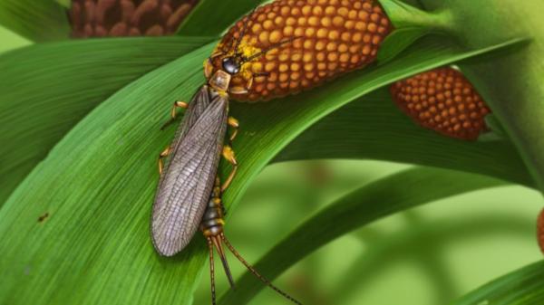 В Пермском крае нашли остатки насекомых возрастом около 280 миллионов лет 