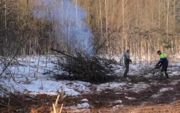 В Пермском крае вырубят 17 га леса с очагами заражения уссурийским полиграфом