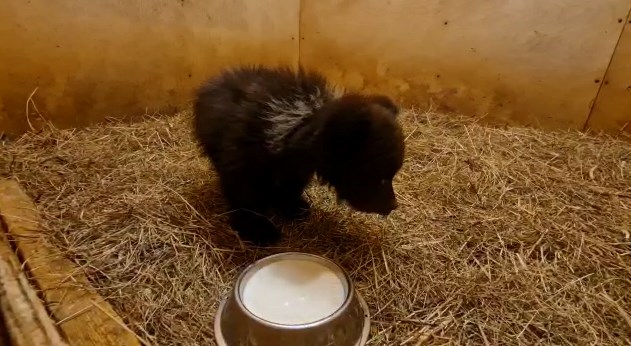 Минприроды: В Пермском крае спасли трёхмесячного истощённого медвежонка