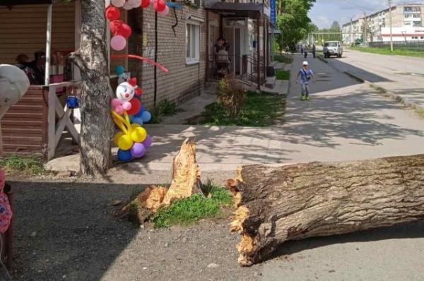 В Прикамье на семилетнюю девочку упало дерево