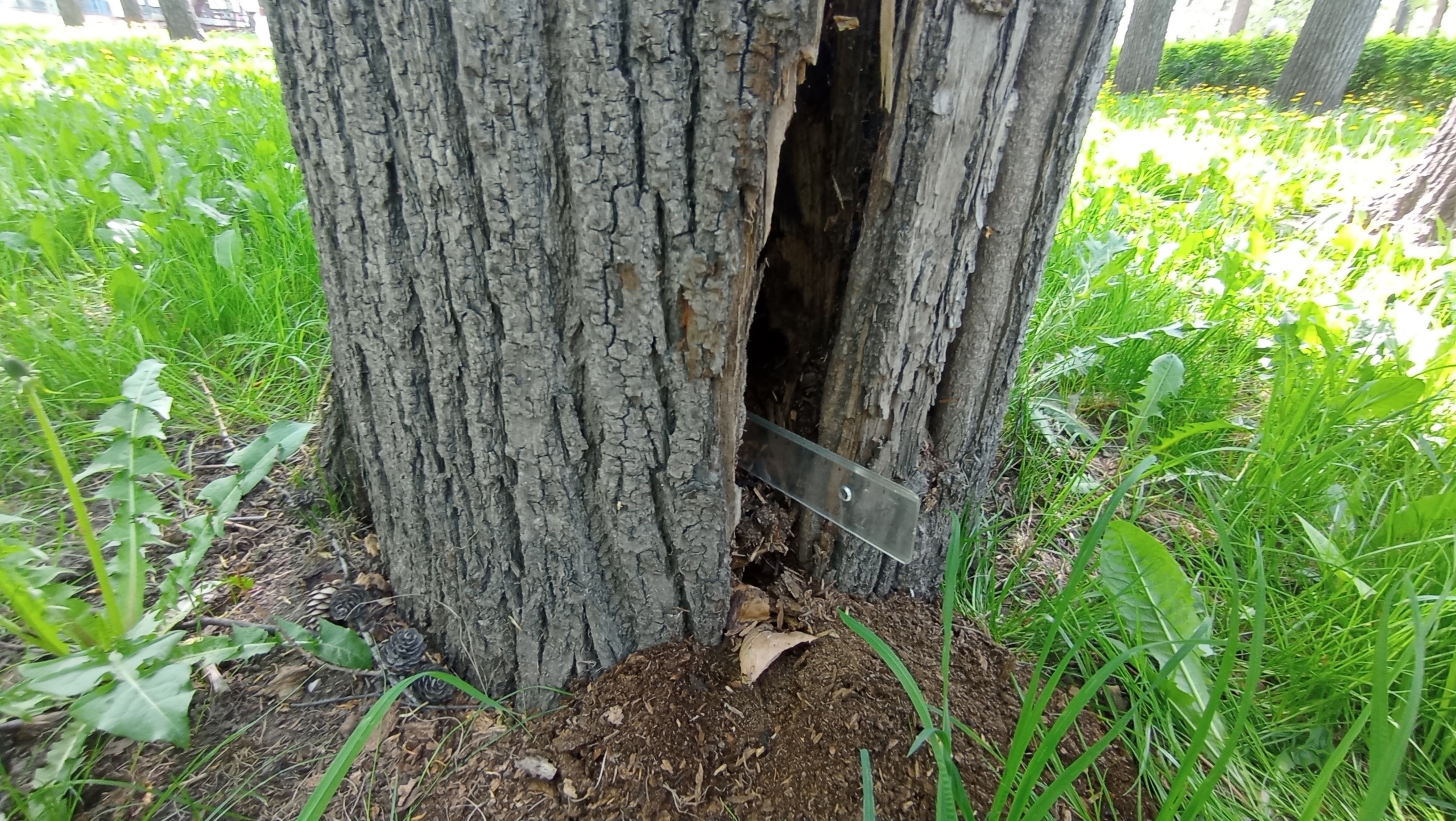 В пермском парке им. Горького вырубят восемь деревьев 
