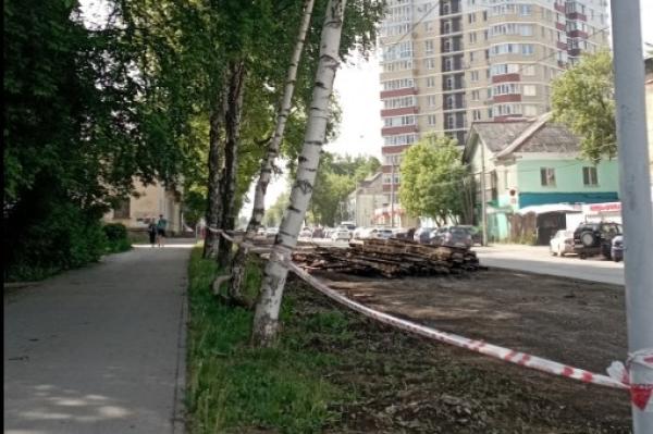 В Перми во время ремонта улицы Куйбышева вырубят 23 дерева