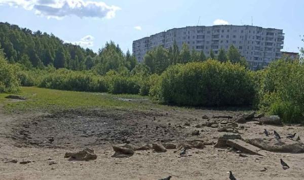 В Перми полностью высохло Утиное болото
