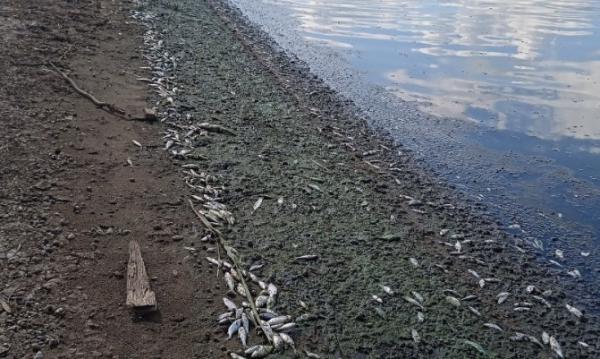 На берегу Нытвы обнаружена массовая гибель рыбы