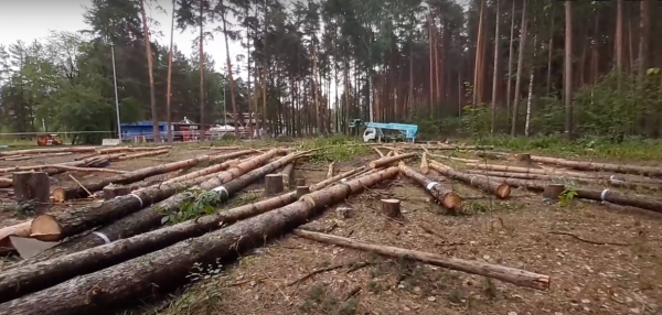 Пермяки обеспокоены массовой вырубкой деревьев в Черняевском лесу