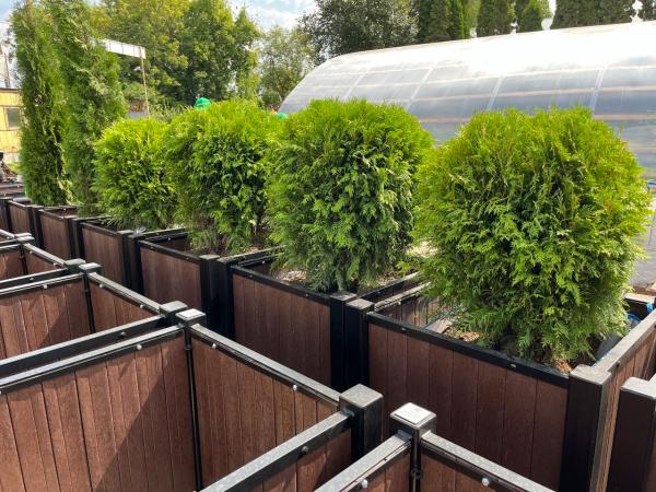 В Перми установят 80 контейнеров с деревьями