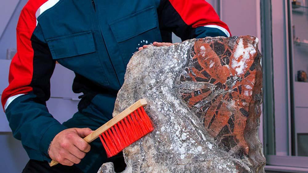 В шахте «Уралкалия» в Пермском крае машинист во время работы нашёл окаменелое дерево