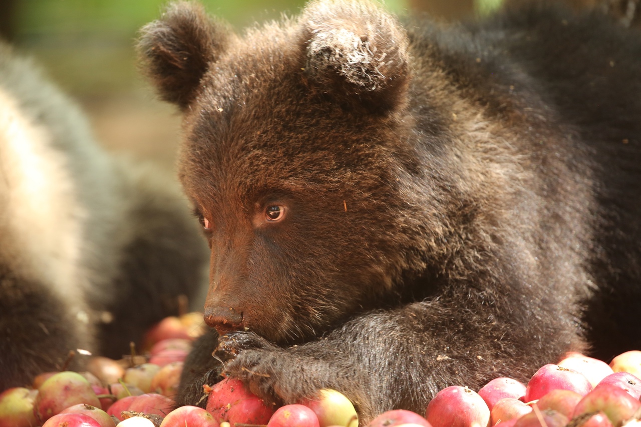 В Пермский край медвежонка Машеньку вернут осенью