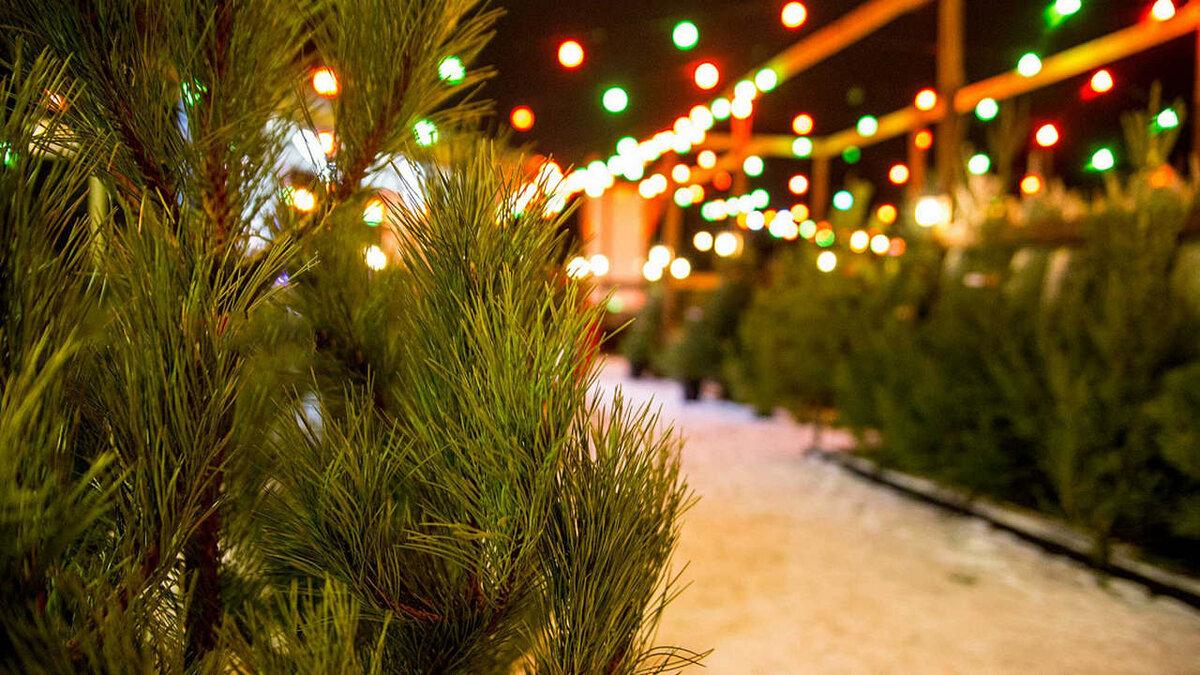 Число ёлочных базаров в Перми по сравнению с прошлым годом уменьшилось