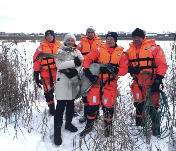 Сотрудники Пермской краевой службы спасения эвакуировали замерзающих на водоёме лебедей