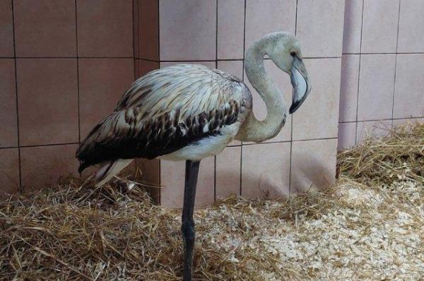 Найденного в Прикамье фламинго отвезли в ижевский зоопарк