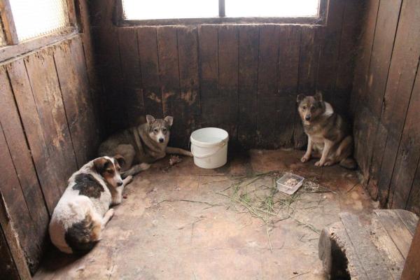 В Перми для нового приюта начали строить вольеры для животных